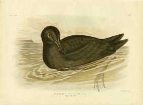 Sooty Albatross