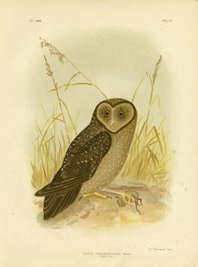 Sooty Owl à Gracius Broinowski