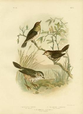 Speckled Warbler