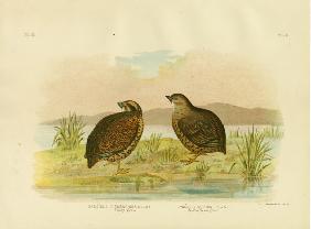 Tasmanian Swamp Quail