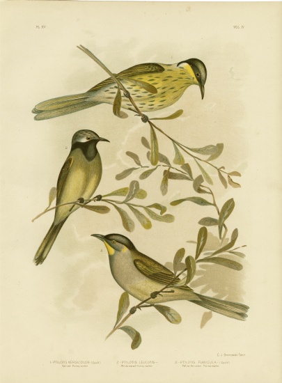 Varied Honeyeater à Gracius Broinowski