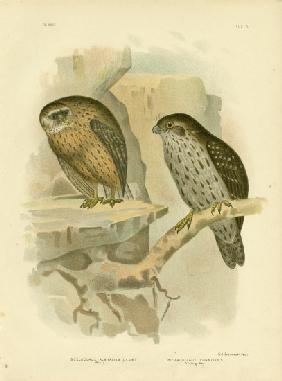 Wekau Or Laughing Owl