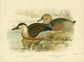 Whistling Tree Duck Or Wandering Whistling-Duck