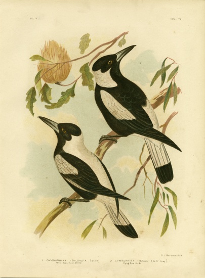 White-Backed Crow-Shrike à Gracius Broinowski