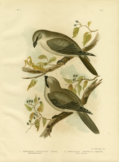 White-Bellied Cuckoo-Shrike à Gracius Broinowski
