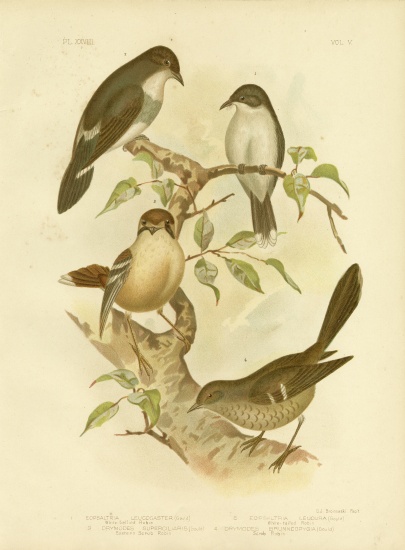 White-Bellied Robin à Gracius Broinowski
