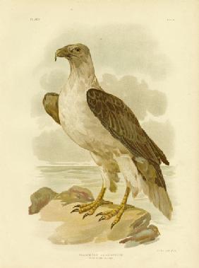 White-Bellied Sea Eagle