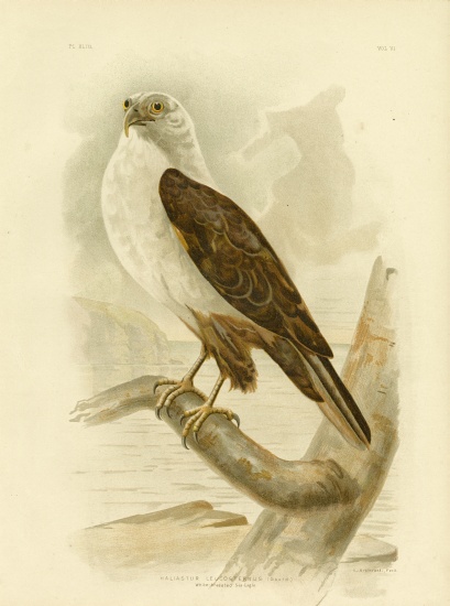 White-Breasted Sea Eagle à Gracius Broinowski