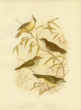 White-Fronted Scrubwren Or White-Browed Scrubwren