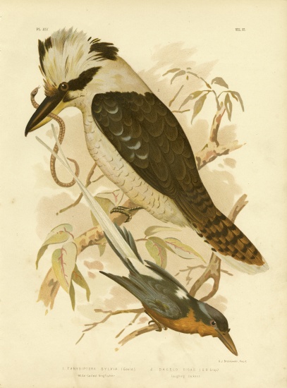 White-Tailed Kingfisher à Gracius Broinowski