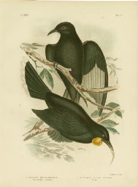 White-Winged Corcorax
