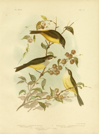 Yellow-Breasted Robin Or Eastern Yellow Robin à Gracius Broinowski