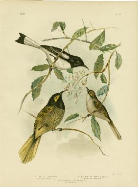 Yellow-Faced Honeyeater