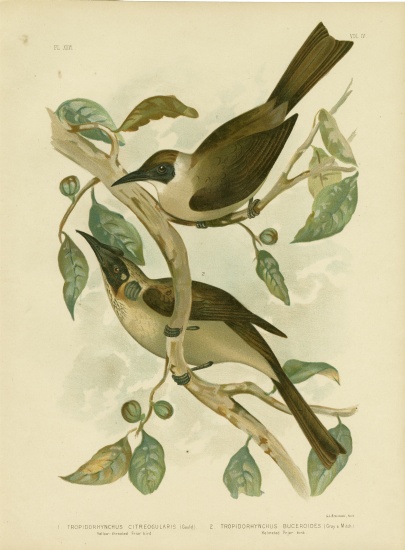 Yellow-Throated Friarbird Or Little Friarbird à Gracius Broinowski