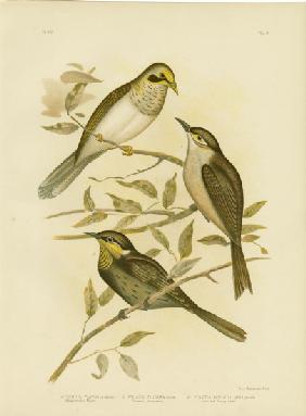 Yellow-Throated Miner