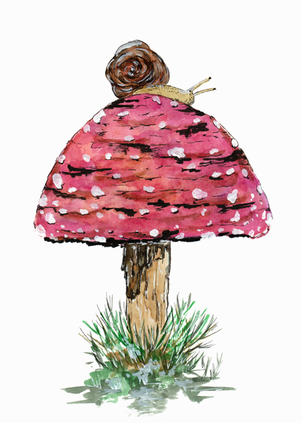 Fly Agaric Toadstool And Snail à Sebastian  Grafmann