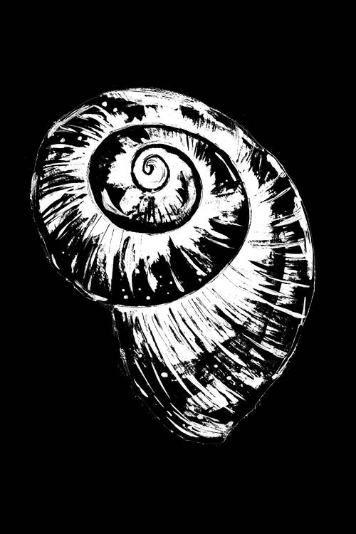 Black and White Spiral Snail Shell à Sebastian  Grafmann