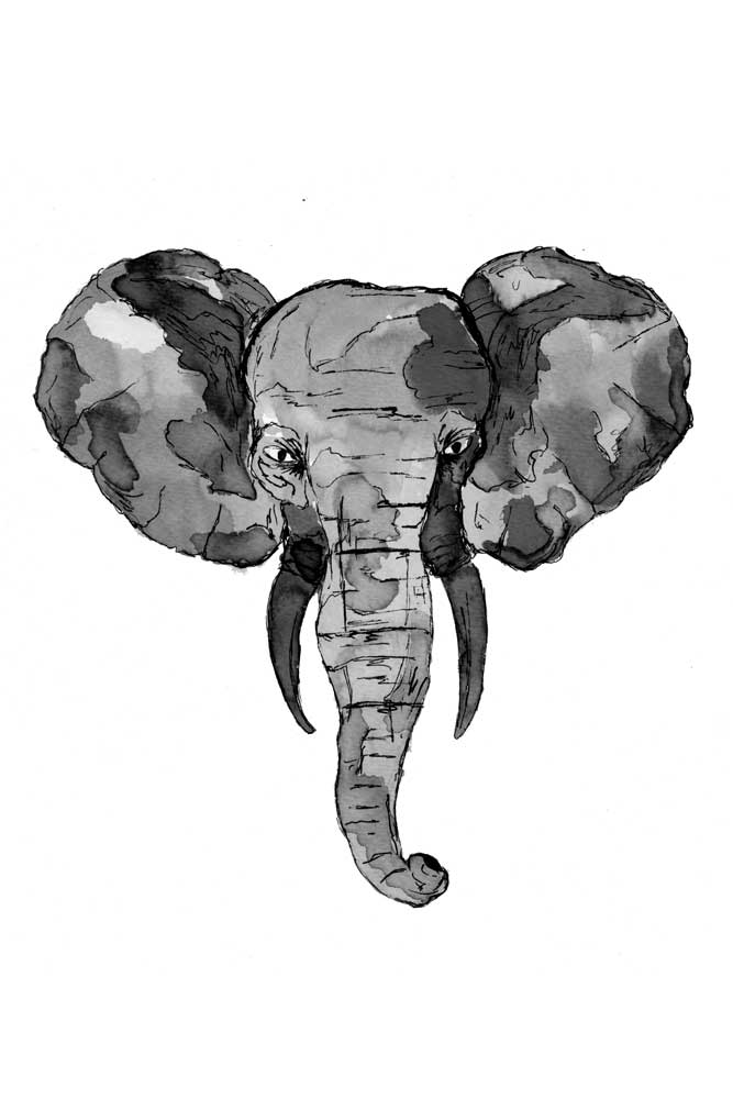 Grey African Elephant Head à Sebastian  Grafmann