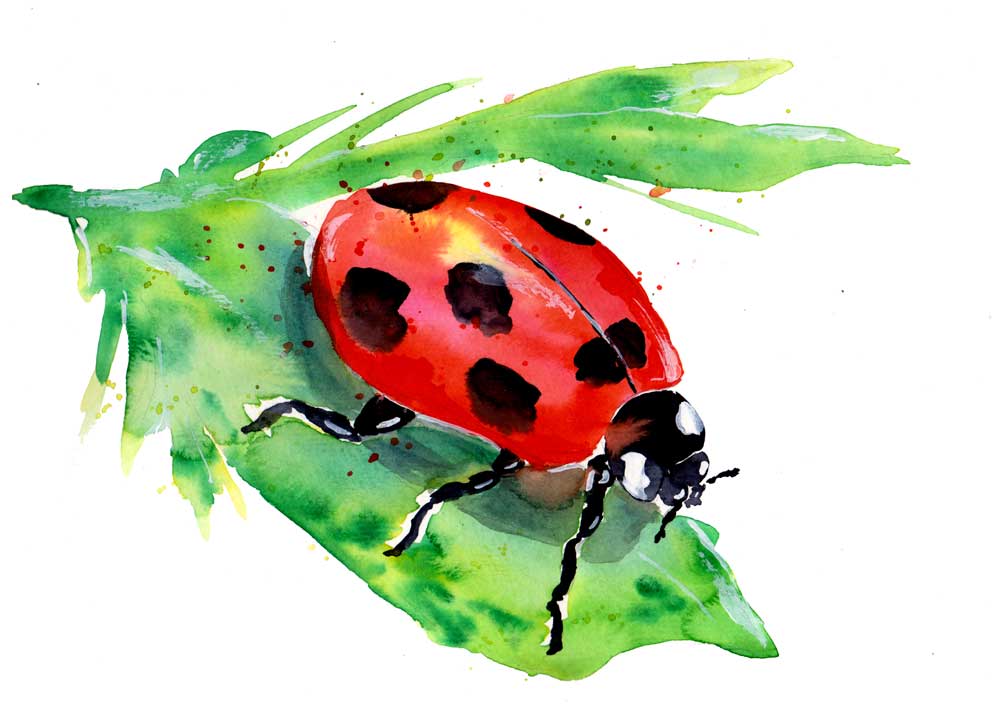 Ladybug On A Green Leaf à Sebastian  Grafmann