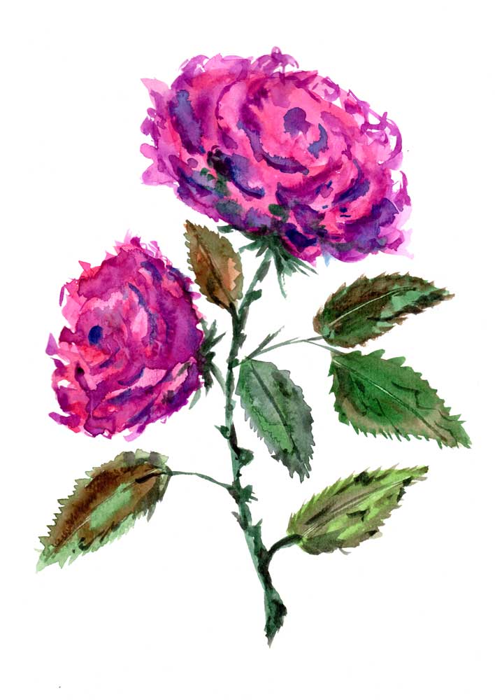 Purple Roses à Sebastian  Grafmann