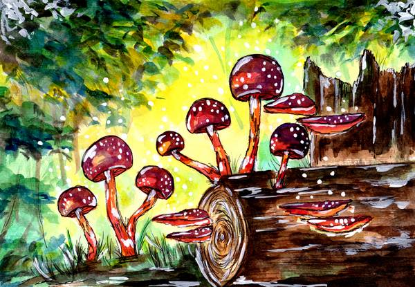 Red Mushrooms in the Forest à Sebastian  Grafmann