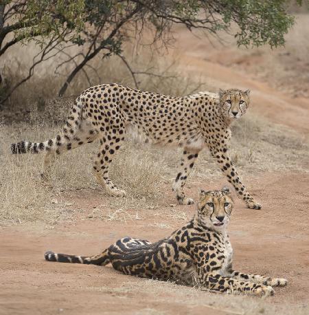 Spots and stripes