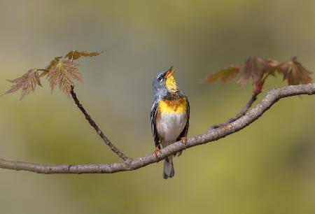 Parula on stage