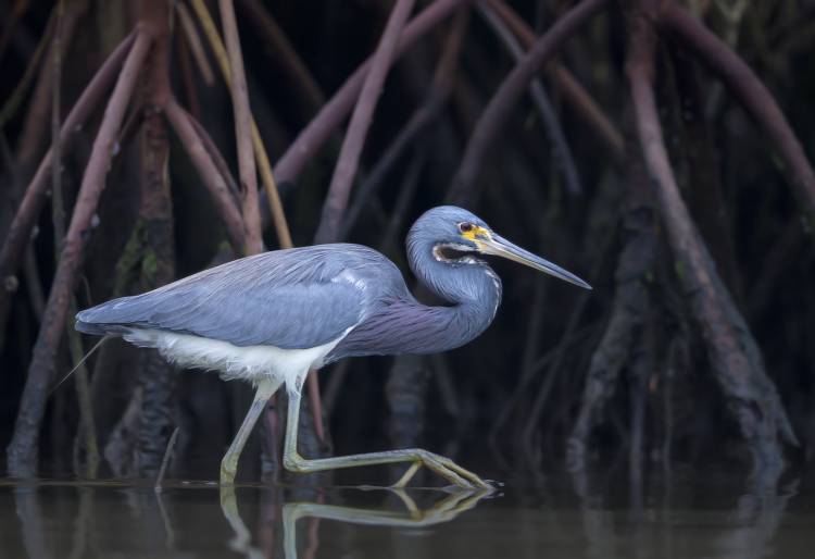 Stalking in the Mangroves à Greg Barsh