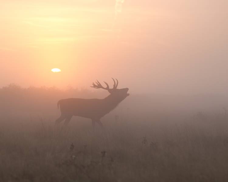 Misty Morning Stag à Greg Morgan