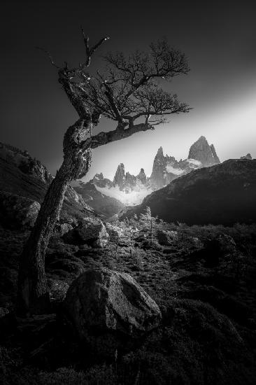The Tree in  Fitz Roy Mountains