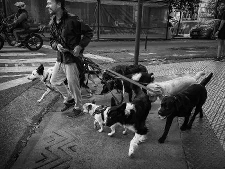 Dog walker and his dogs
