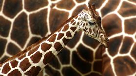 Giraffe in front of  mum