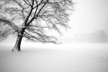 Lonely Central Park Tree