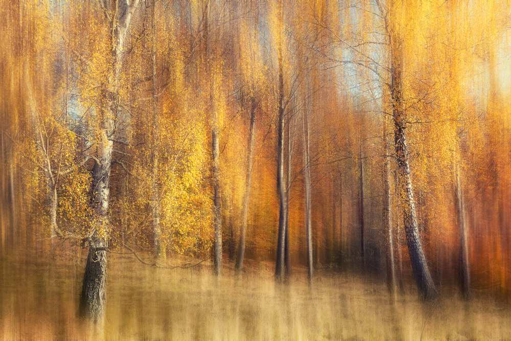 Autumn Birches à Gustav Davidsson