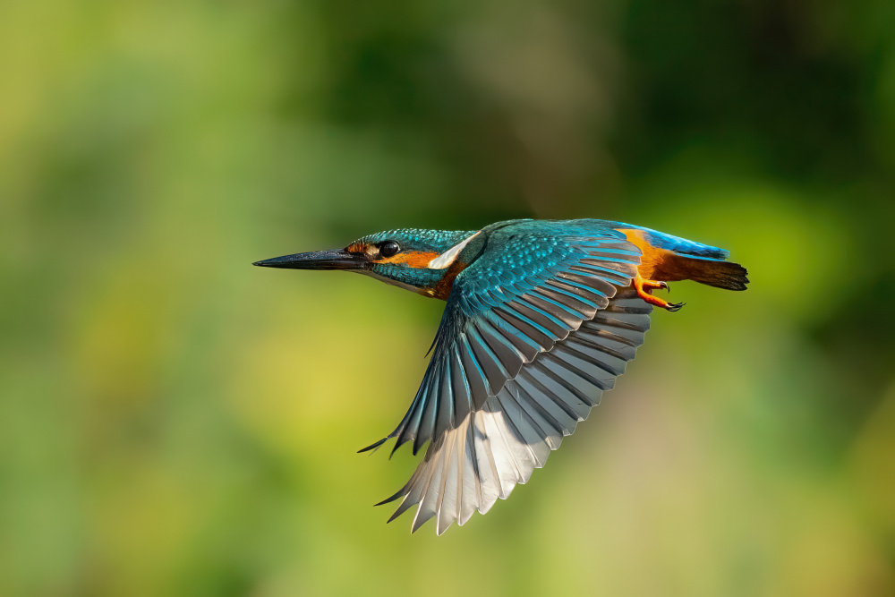 Common Kingfisher à Guy Wilson
