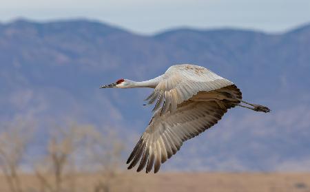 Sandhill Crane