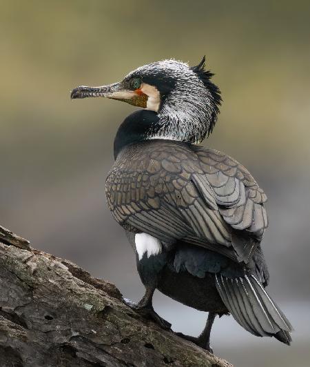 Cormorant