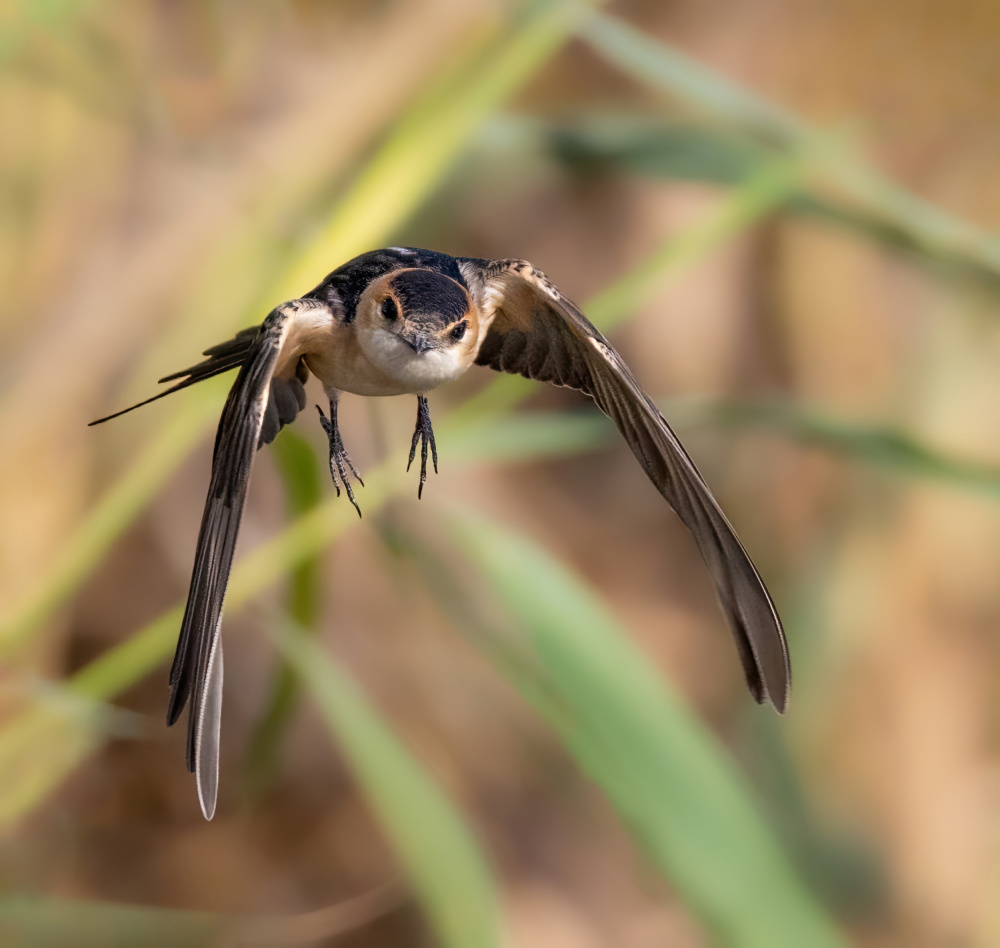 Red-rumped Swallow à Guy Wilson