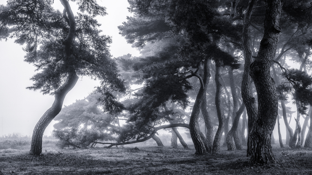 Pine trees dancing in the fog à Gwangseop eom