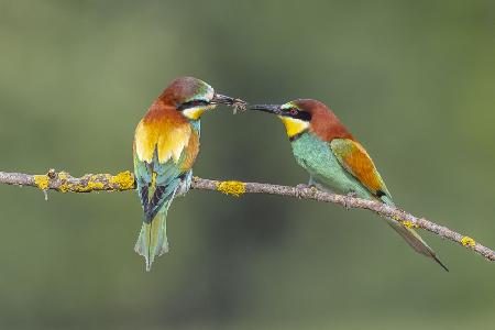 BEE-EATERS IN BREAKFAST