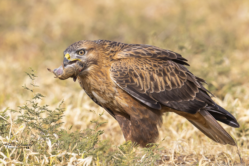 Long-legged buzzard in breafast à Haim Mizrachy