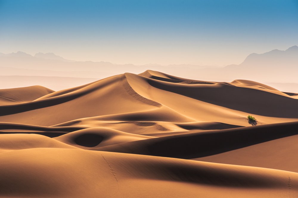 Caracal Desert à Hamed Qane