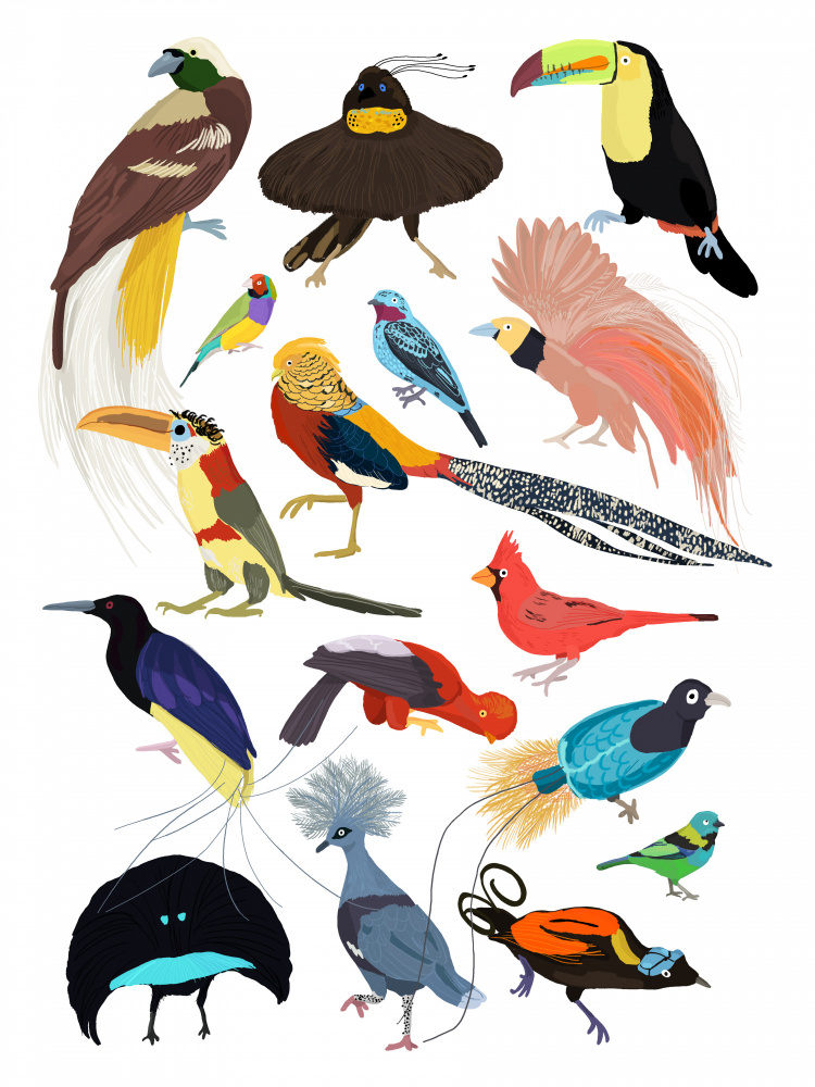 Birds of Paradise à Hanna Melin