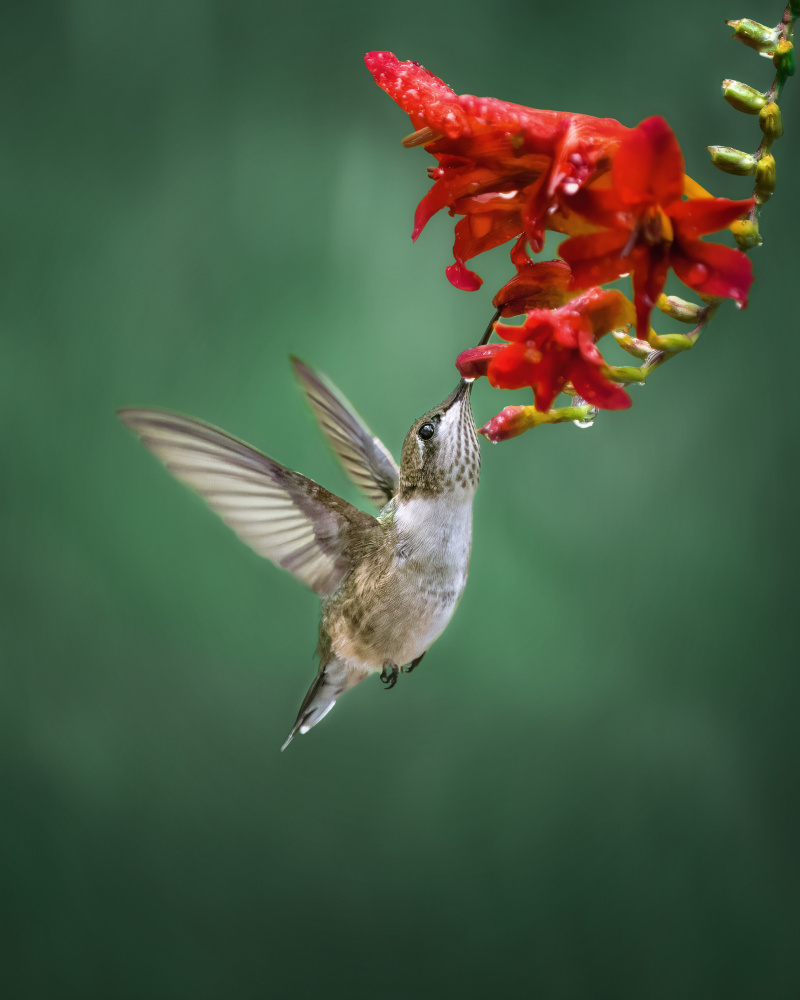 Hummingbird à Hannah Zhang