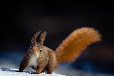 Dynamic Squirrel