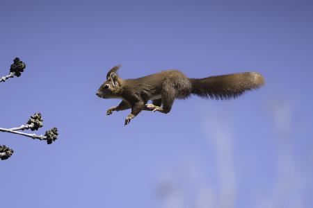 Flying red squirrel