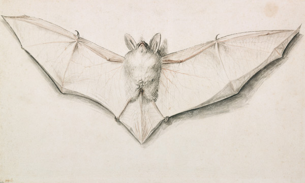 Fledermaus mit ausgespannten Flügeln à Hans Holbein le Jeune