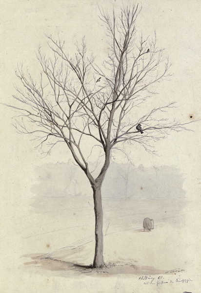 Leafless tree with birds à Hans Thoma