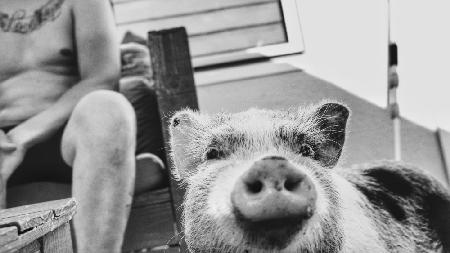 Pig.