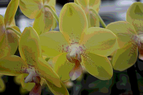 Orchidee 0044 à Harald Albrecht
